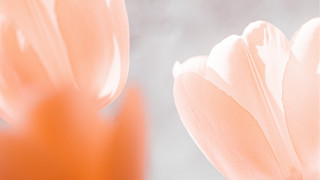 Flower sky blurry soft colors - a sky background behind free wallpaper