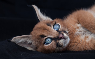 Cat blue eyes laying on 2 - a black surface free wallpaper