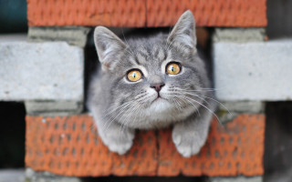 Surprised cat peeking brick wall - a brick wall in the background free wallpaper