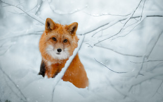 Red fox snowy branch bare - free winter wallpaper