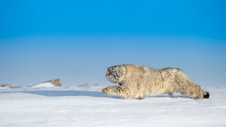 Furry animal snowy field beach - a snow free wallpaper for desktop