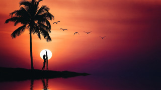 Island palm tree birds sunset - a small island free wallpaper