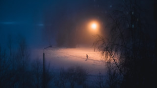 Snow night streetlight fog forest - a street light in the background free wallpaper