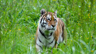 Tiger walking green field blurry - a tiger free wallpaper