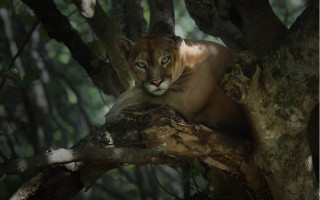 Mountain lion resting tree branch - a tree branch in a forest area free wallpaper