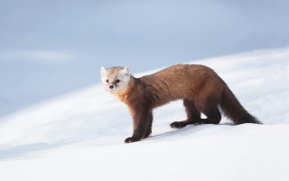 Small animal snow hill sky - a hill side free wallpaper