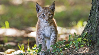Lynx cub woods curious nature - a curious look free wallpaper