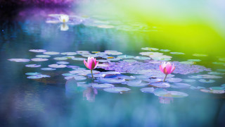 Pond water lilies mystical impressionist - cindy wright free wallpaper for desktop