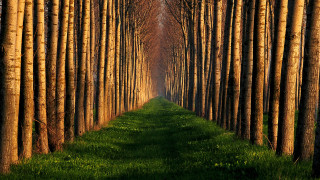 Forest row grass nature girls - a line of trees free wallpaper