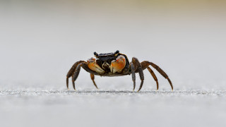 Crab large orange legs white - gray background free wallpaper for desktop