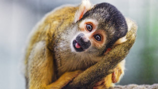 Monkey smiling on branch animal - a small monkey free wallpaper