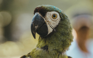 Parrot closeup blurry background primivitism - primitivism free wallpaper for desktop