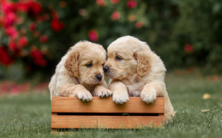Puppies on wooden crate in - two puppy free wallpaper