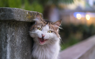 Cat yawning wall bokeh award - tongue free wallpaper