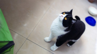 Black and white cat standing - symmetrical eye free wallpaper