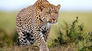Leopard grassy field bush clouds - a leopard free wallpaper