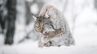 Lynx snow woods open mouth - in the wood free wallpaper