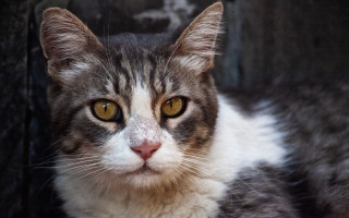 Black cat yellow eyes sad - a ledge free wallpaper