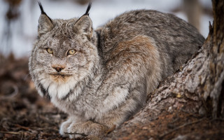 Gray cat woods sad eyes - a sad look free wallpaper