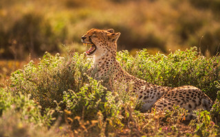 Cheetah yawning tallgrass wildlife jigsaw - a cheetah free wallpaper