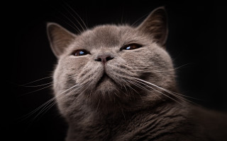 Intense cat blue eyes wolf - intense free wallpaper