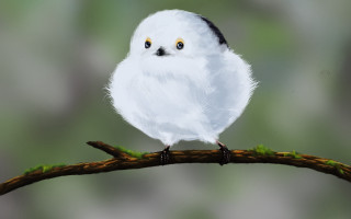 White owl branch green blurry - brian snøddy free wallpaper