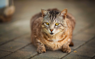Cat yellow eyes brick floor - a brick floor free wallpaper