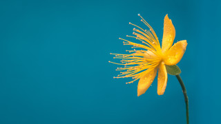 Yellow flower water droplets blue - dave melvin free wallpaper