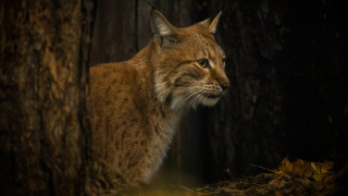 Lynx woods distant gaze nature - a lynx free wallpaper for desktop