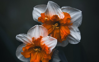 White orange flowers black background - flemish free wallpaper