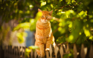 Sad cat fence outdoors photorealistic - a fence free wallpaper