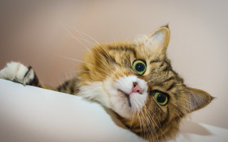 White cat green eyes laying 2 - a white surface free wallpaper for desktop