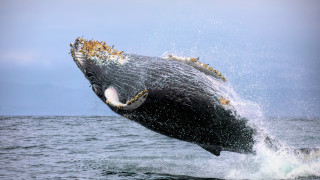 Humpback whale jumping water mouthexposed - mouth wide open free wallpaper