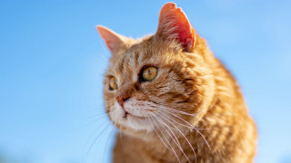 Cat blurry sky background animal - a blue sky behind free wallpaper