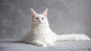 White cat pink ear portrait - white background free wallpaper for desktop