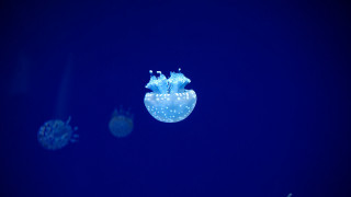 Jellyfish night blue bioluminescence moon - free light wallpaper