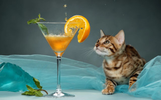 Cat orange juice orange slice - a glass free wallpaper