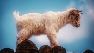 Goat log sky clouds blue - free cats wallpaper