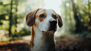 Dog portrait woods sunlight bokeh - the background and sunlight free wallpaper