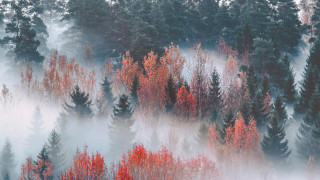 Autumn foggy forest leaves misty - mist free wallpaper
