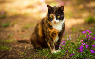 Cat grass flowers blurry background 2 - dirt free wallpaper