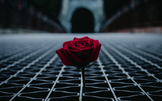 Pink rose metal grate bridge - a single rose free wallpaper