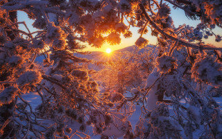 Sunset tree snow forest bare - a sunset free wallpaper