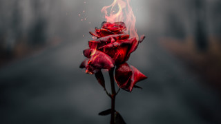 Red rose burning dark road - fire free wallpaper