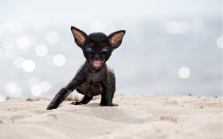 Black kitten beach ocean open - a sandy beach next free wallpaper