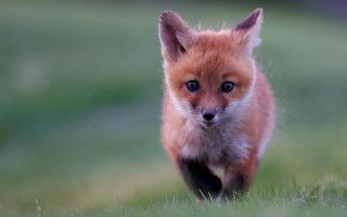 Small red fox running impressionist - one paw free wallpaper