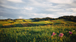 Flower field hill trees blue - a hill in the background free wallpaper