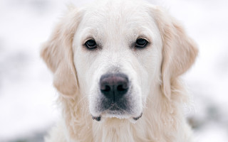 White dog nose ring closeup - a white coat free wallpaper