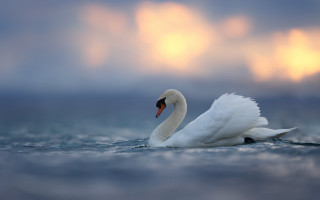 Swan water cloudy sky mountains - soft light free wallpaper