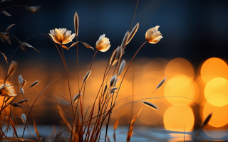 Flowers water lights macro autumn - soft free wallpaper for desktop